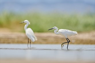 Little egret (Egretta garzetta) walking at the shore, hunting, sea, ebro delta, Catalonia, Spain,