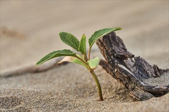 A little plant growing on the beach in the sand, "Platja del Fangar", nature reserve, ebro delta,