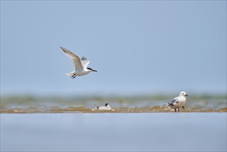 Sandwich tern (Thalasseus sandvicensis) flying in the sky, hunting, ebro delta, Catalonia, Spain,