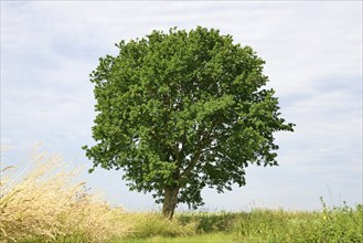 Oak tree (Quercus), solitary tree between grain fields, North Rhine-Westphalia, Germany, Europe