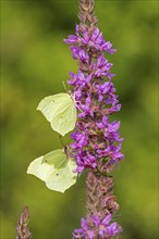 Butterflies collecting nectar, brimstone (Gonepteryx rhamni), purple loosestrife (Lythrum