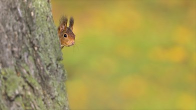 Eurasian red squirrel (Sciurus vulgaris), looking out from behind a tree, Rosensteinpark,