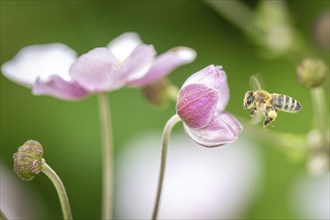 Honey bee approaching autumn anemone, Hamburg, Germany, Europe