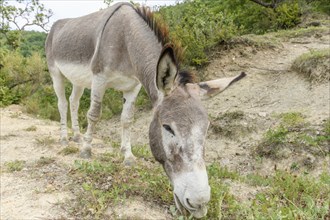 Domestic gray donkey (Equus asinus) in mountain pasture. Drome, France, Europe