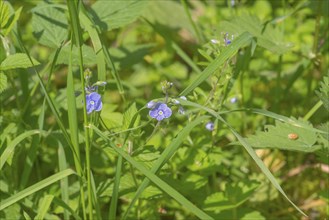 Close-up, germander speedwell (Veronica chamaedrys), Neustadt am Rübenberge, Germany, Europe