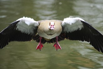 Egyptian goose (Alopochen aegyptiaca), flying, Bavaria, Germany Europe