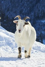 Domestic goat (Capra hircus) on a snowy meadow in winter, tirol, Kitzbühel, Wildpark Aurach,