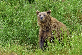 Brown bear (Ursus arctos) standing in tall grass looking into the distance, Lake Clarke National