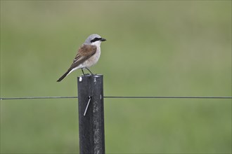 Red-backed Shrike (Lanius collurio), Emsland, Lower Saxony, Germany, Europe