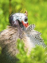 Portrait of Helmeted Guinea Fowl (Numida meleagris)