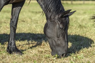 Black horse portrait in a pasture in the landscape. Bas-Rhin, Collectivite europeenne d'Alsace,