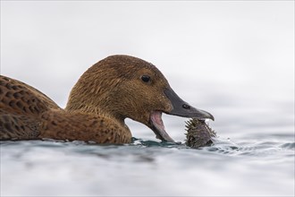 King eider (Somateria spectabilis), also known as King Eider, female eating a sea urchin,