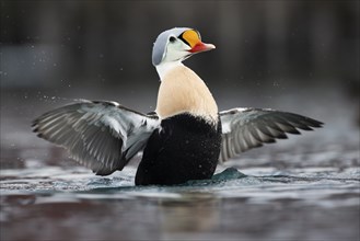 King eider (Somateria spectabilis), also known as King Eider, male with outstretched wings,