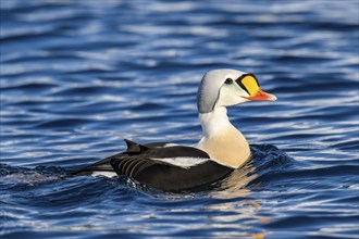 King eider (Somateria spectabilis), male, winter, Batsfjord, Båtsfjord, Varanger Peninsula,