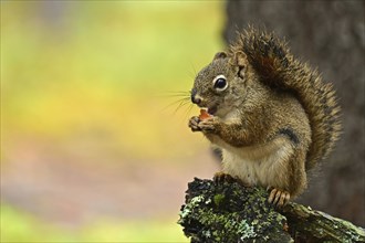 Squirrel (Sciurus) sitting on a branch and eating a pine cone, Denali National Park, Alaska