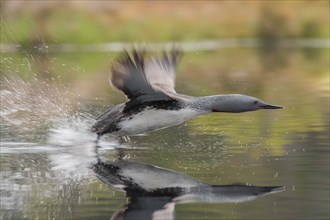 Red-throated diver (Gavia stellata) takes off from the water, Dalarna, Sweden, Europe