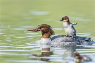 Common merganser (Mergus merganser), female with young bird on her back, swims in water, Germany,