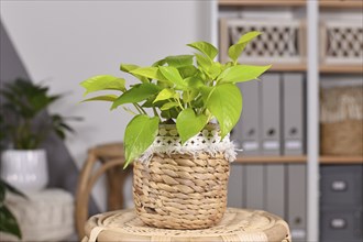 Tropical 'Epipremnum Aureum Lemon Lime' houseplant with neon green leaves in basket flower pot on