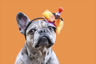 Portrait of merle French Bulldog dog with Halloween costume party hat on orange background