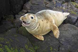 Grey seal, Halichoerus grypus, England, Great Britain