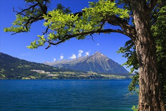 Lake Thun, Niesen, 2362 m, view from Beatenbucht, Bernese Oberland, Switzerland, Europe