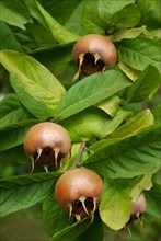 Common medlar (Mespilus germanica)