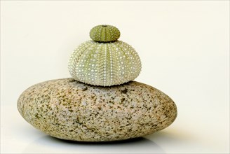 Sea urchin skeletons on stone, cutout, object