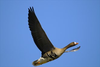 White-fronted goose, Lower Rhine, North Rhine-Westphalia, Germany, Europe