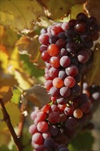 Vine. The wine-growing region of Saxony is one of the smallest and most north-easterly in Germany.