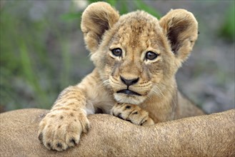 African lion (Panthera leo), young, Sabie Sand Game Reserve, South Africa nian lion