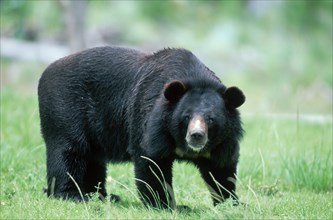 Asiatic Black Bear (Ursus thibetanus) (Selenarctos thibetanus), side