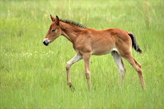 Domestic horse, Foal, Page