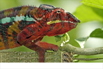 Panther Chameleon (Furcifer pardalis), male, Madagascar (Chamaeleo pardalis), side