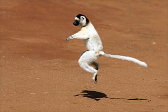 Verreaux's Sifaka, Berenty Private Reserve (Propithecus verreauxi verreauxi), side, exempt,