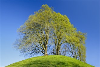 Lime tree, Tilia spec., Basel Country, Switzerland, Europe