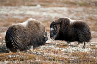 Musk ox (Ovibos moschatus), autumn, Dovrefjell National Park, Norway, Europe