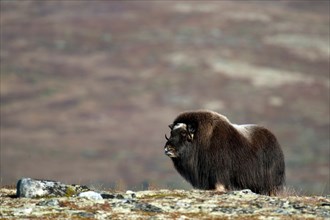 Musk ox (Ovibos moschatus), autumn, Dovrefjell National Park, Norway, Europe