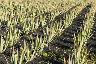 Fuerteventura, Canary Islands, Aloe Vera Plantation near Antigua, Spain, Europe