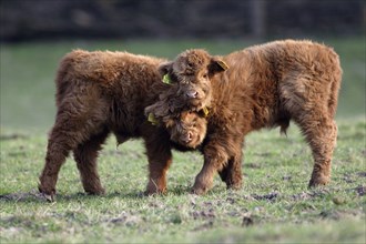 Scottish Highland Cattle, calves, calves, calves, calf