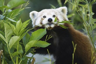 Red Panda (Ailurus fulgens) eating bamboo