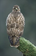 Steppe buzzard (Buteo buteo) Lower Saxony, Germany, Europe