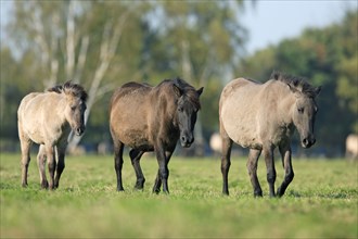 Dülmen wild horses, Merfelder Bruch, Dülmen, North Rhine-Westphalia, Dülmen wild horse, Germany,