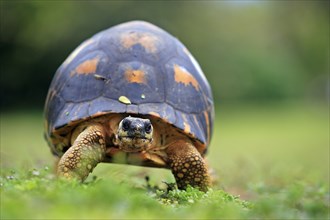 Madagascar Radiated Tortoise, Seychelles (Geochelone radiata)