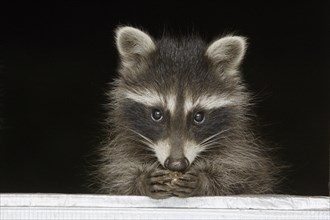 Raccoon (Procyon lotor), young animal, Germany, Europe