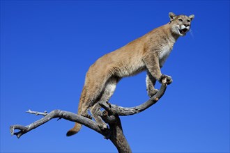 Cougar (Felis concolor), mountain lion