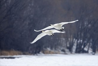 Trumpeter swans (Cygnus buccinator), Minnesota, USA, North America