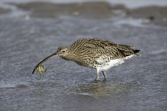 Curlew with seized crab, Northumberland national park, England (Numenius arquata)