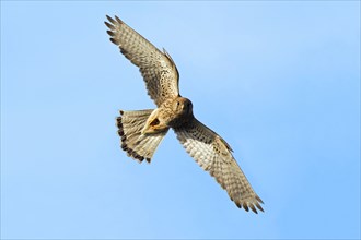 Common kestrel (Falco tinnunculus), male, Hesse, releasable, Germany, Europe