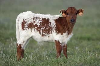 Domestic cattle, calf, calflet, lateral