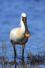 Spoonbill, Eurasian spoonbill (Platalea leucorodia), Netherlands